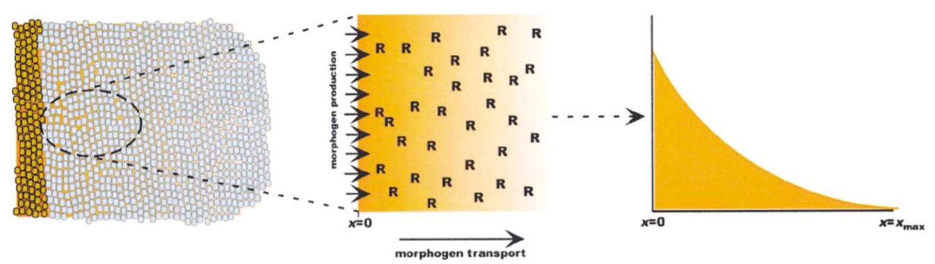 _images/MorphogenGradients_9_0.png