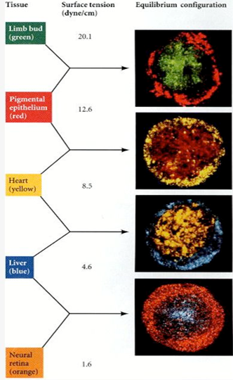 image of cells sorting during embryonic development experiments