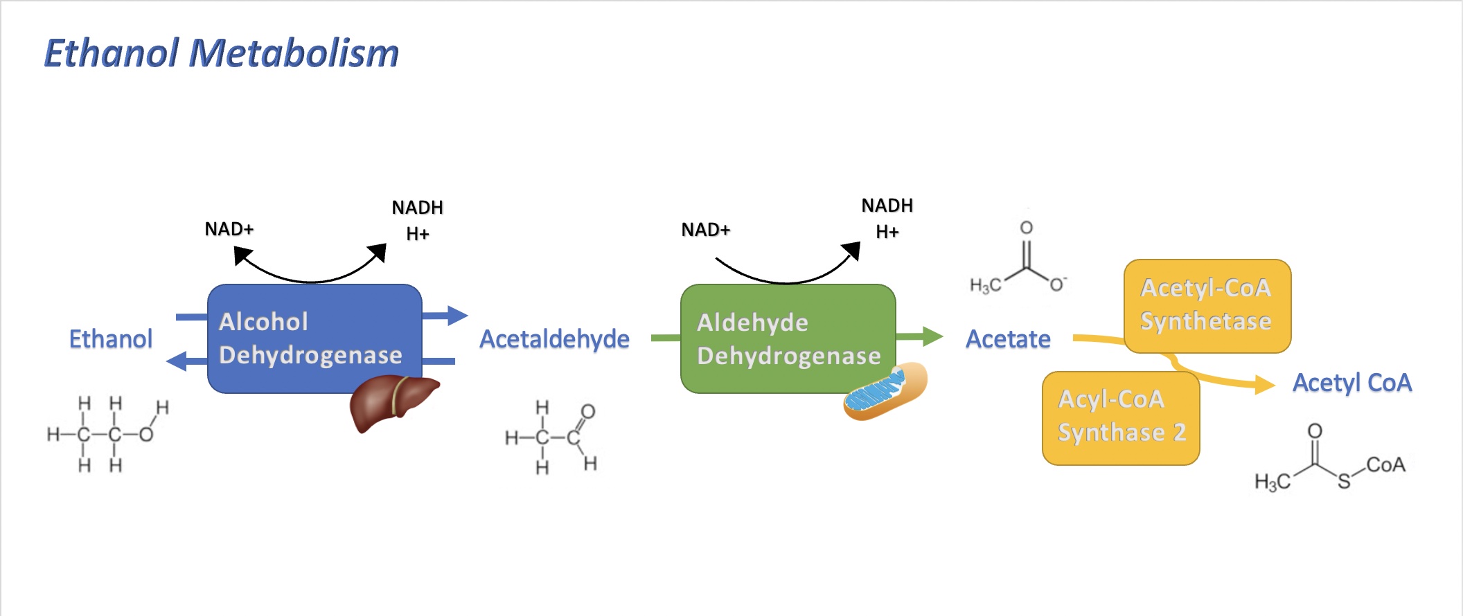 the metabolic pathway of ethanol